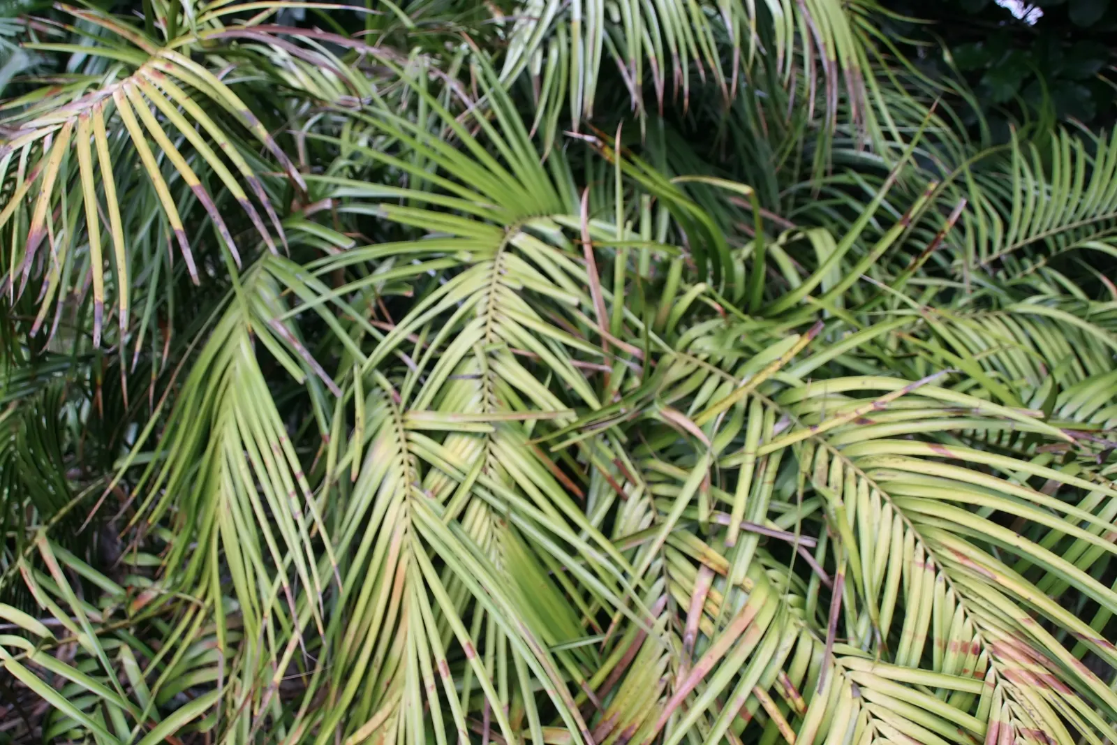 Mexican Horncone (Ceratozamia Mexicana) — with a slightly acidic to neutral pH balance; this cycad should be planted in a sheltered area or, image 65
