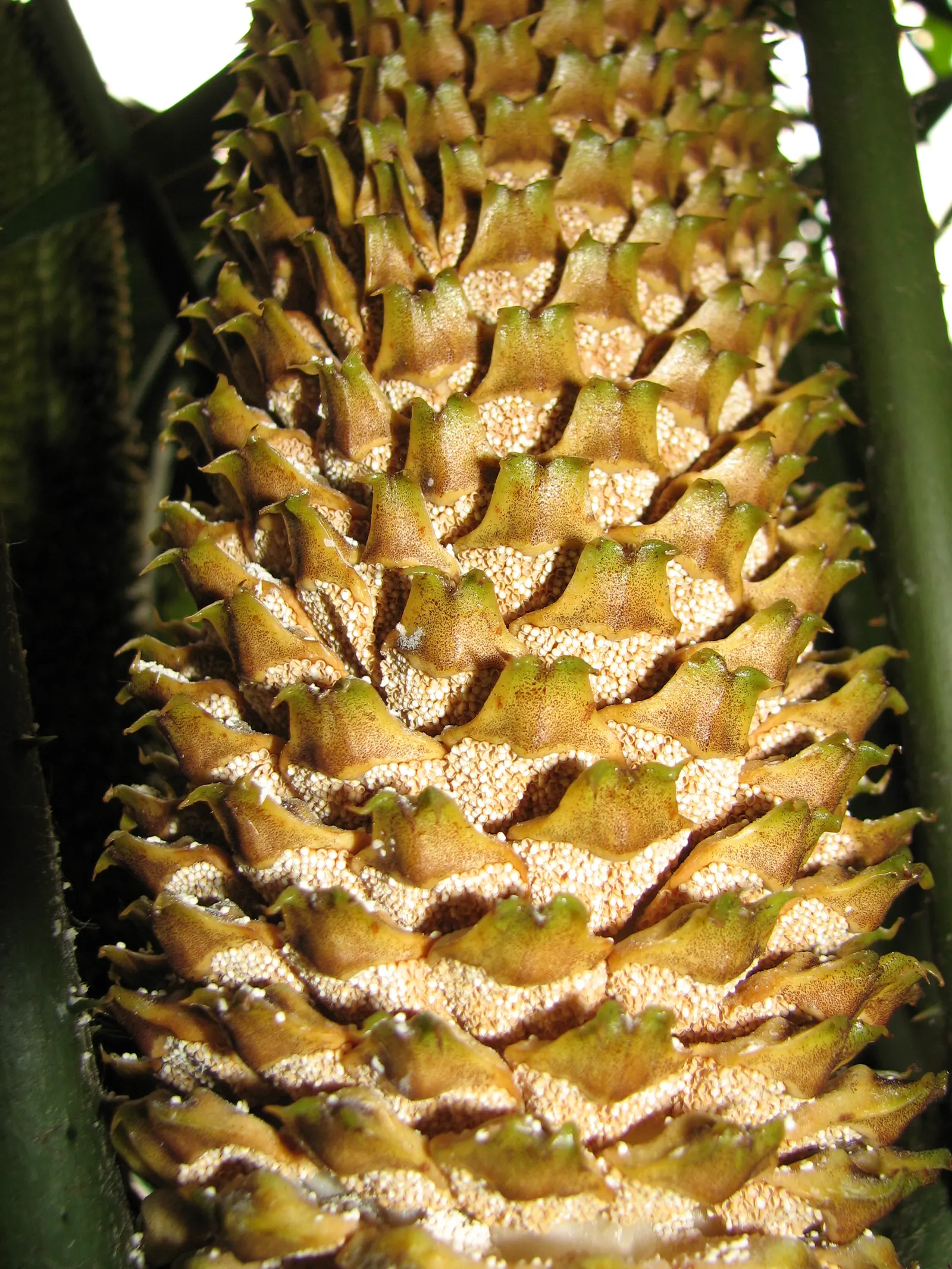Mexican Horncone (Ceratozamia Mexicana) — It is hardy to about 25&deg;F and can be used as a striking; the Mexican Horncone, Ceratozamia mexicana, image 100