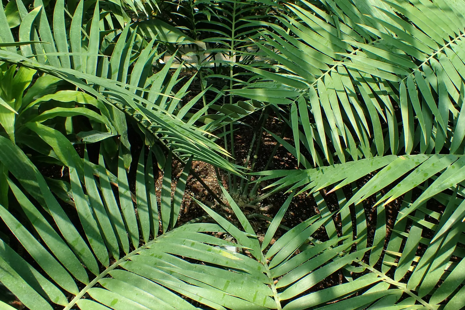 Mexican Horncone (Ceratozamia Mexicana) — This plant prefers partial shade and well-drained soil, with moderate water requirements; when, image 99