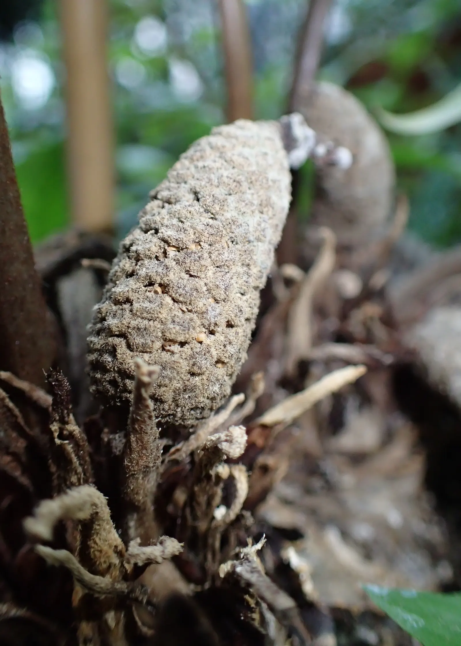 Mexican Horncone (Ceratozamia Mexicana) — pinnate fronds that can reach lengths of 3 to 5 feet