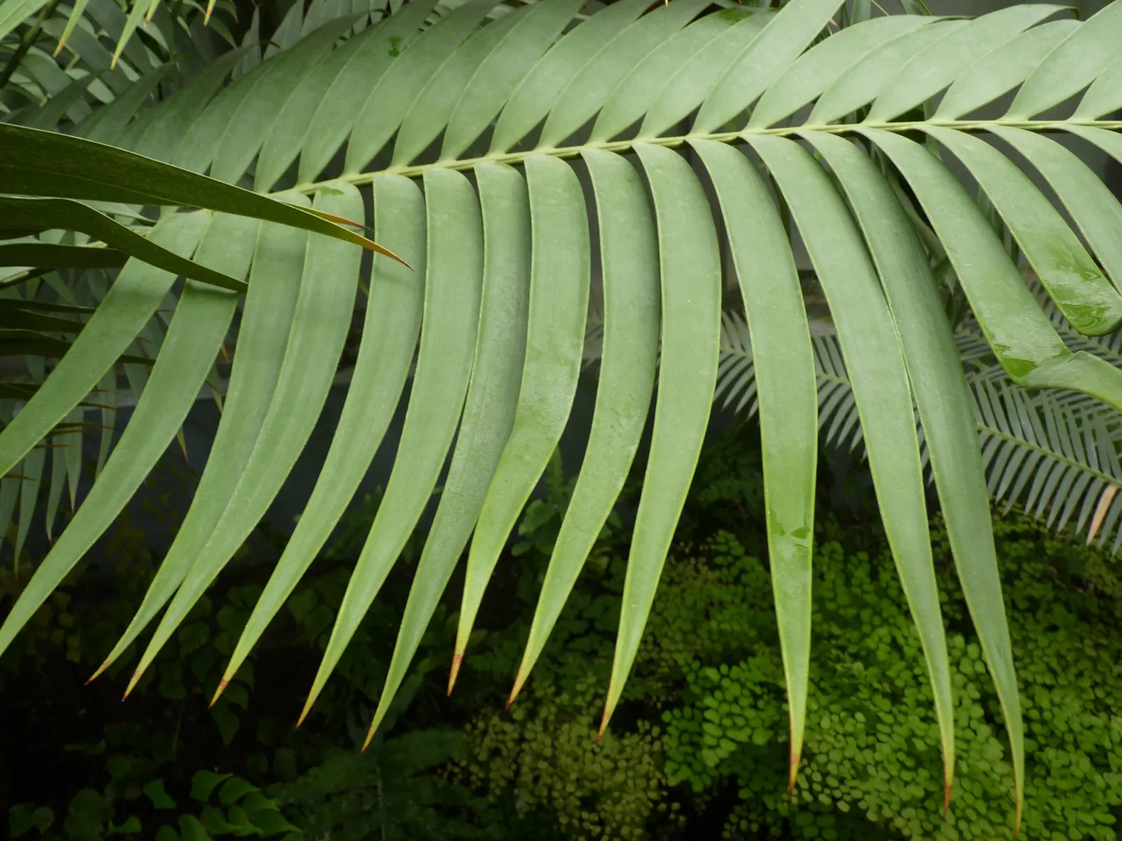 Mexican Horncone (Ceratozamia Mexicana) — This evergreen perennial is well-regarded in landscape design for both its ornamental and textural, image 57