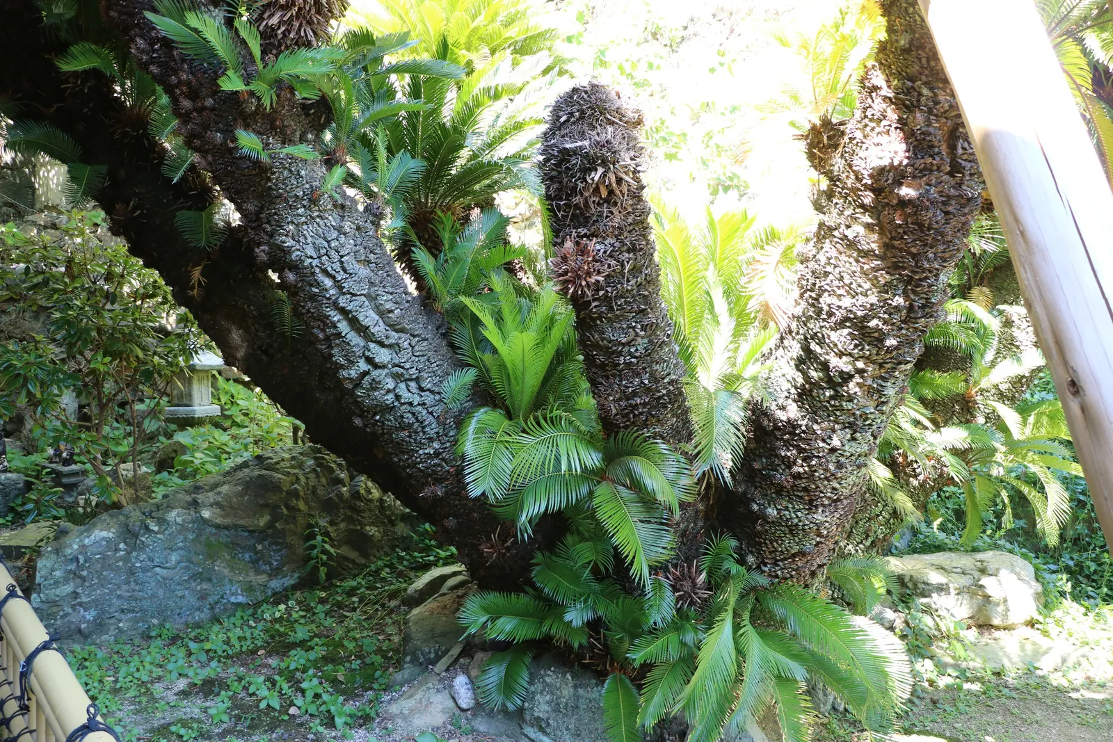 Mexican Horncone (Ceratozamia Mexicana) — The fronds emerge from a central caudex that typically grows up to 10 to 20 inches in diameter over many, image 61