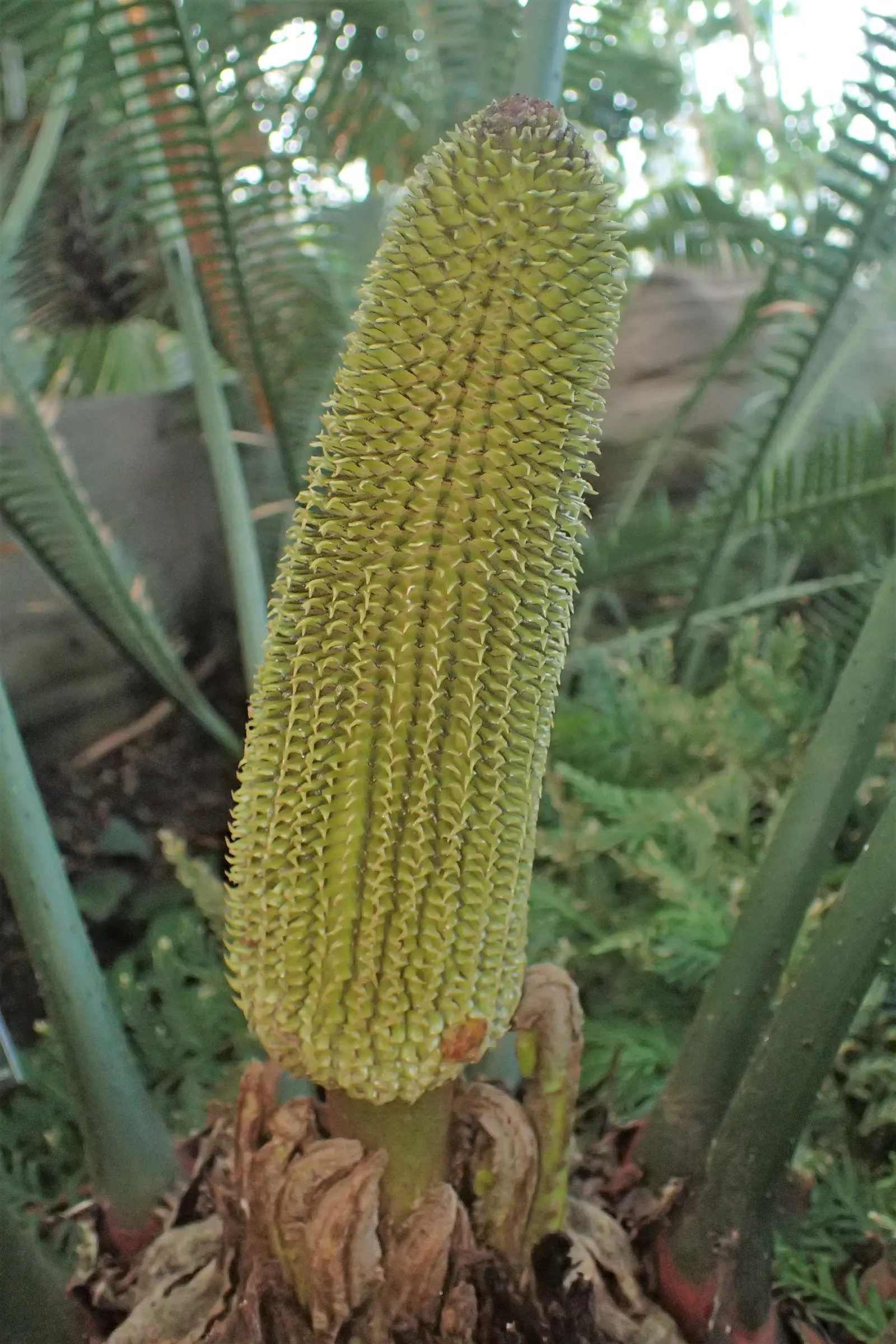 Mexican Horncone (Ceratozamia Mexicana) — The fronds emerge from a central caudex that typically grows up to 10 to 20 inches in diameter over many years