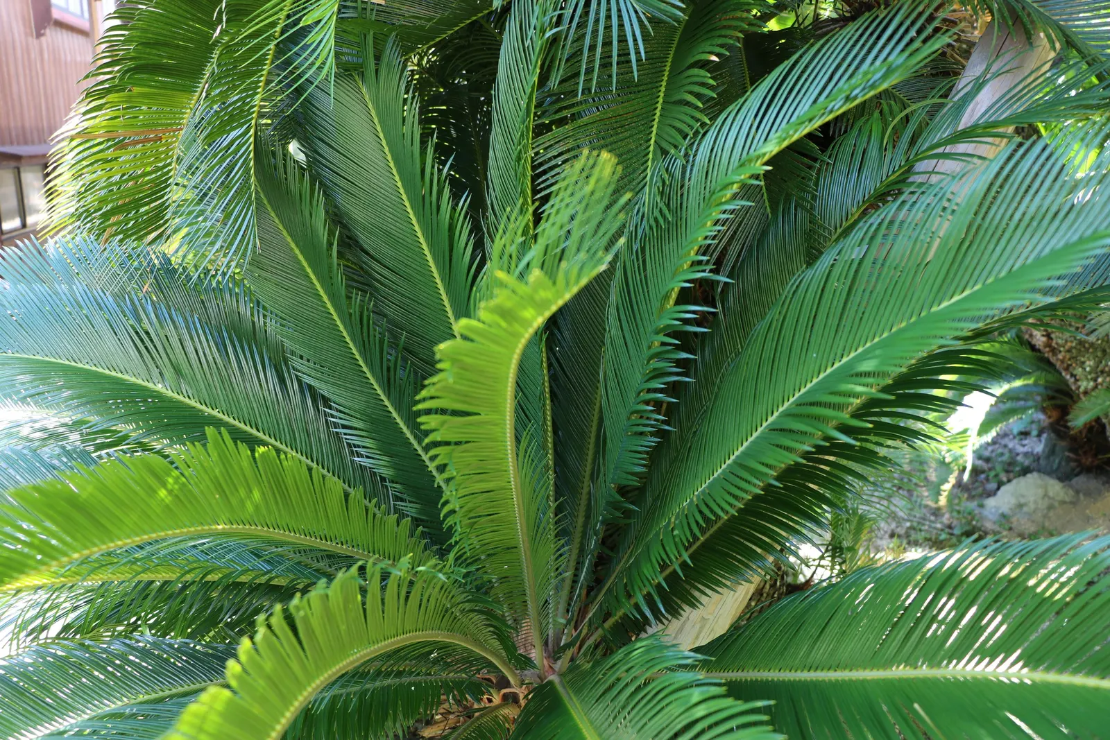 Mexican Horncone (Ceratozamia Mexicana) — palm for shade; regular watering is essential during its active growth period