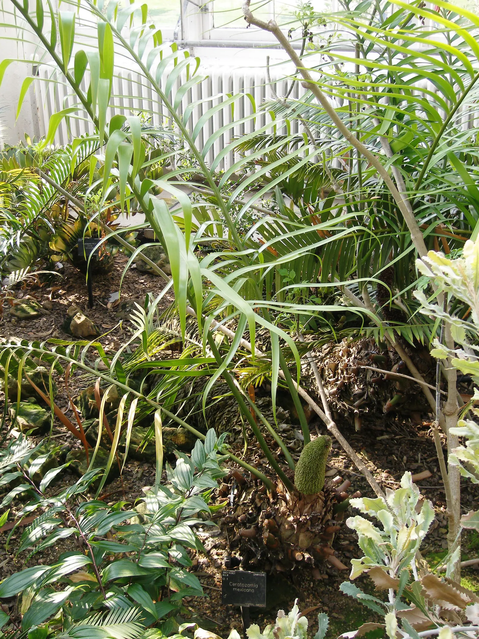 Mexican Horncone (Ceratozamia Mexicana) — indicating that this plant is a slow-grower and long-lived specimen; low-upkeep feature that can captivate for decades