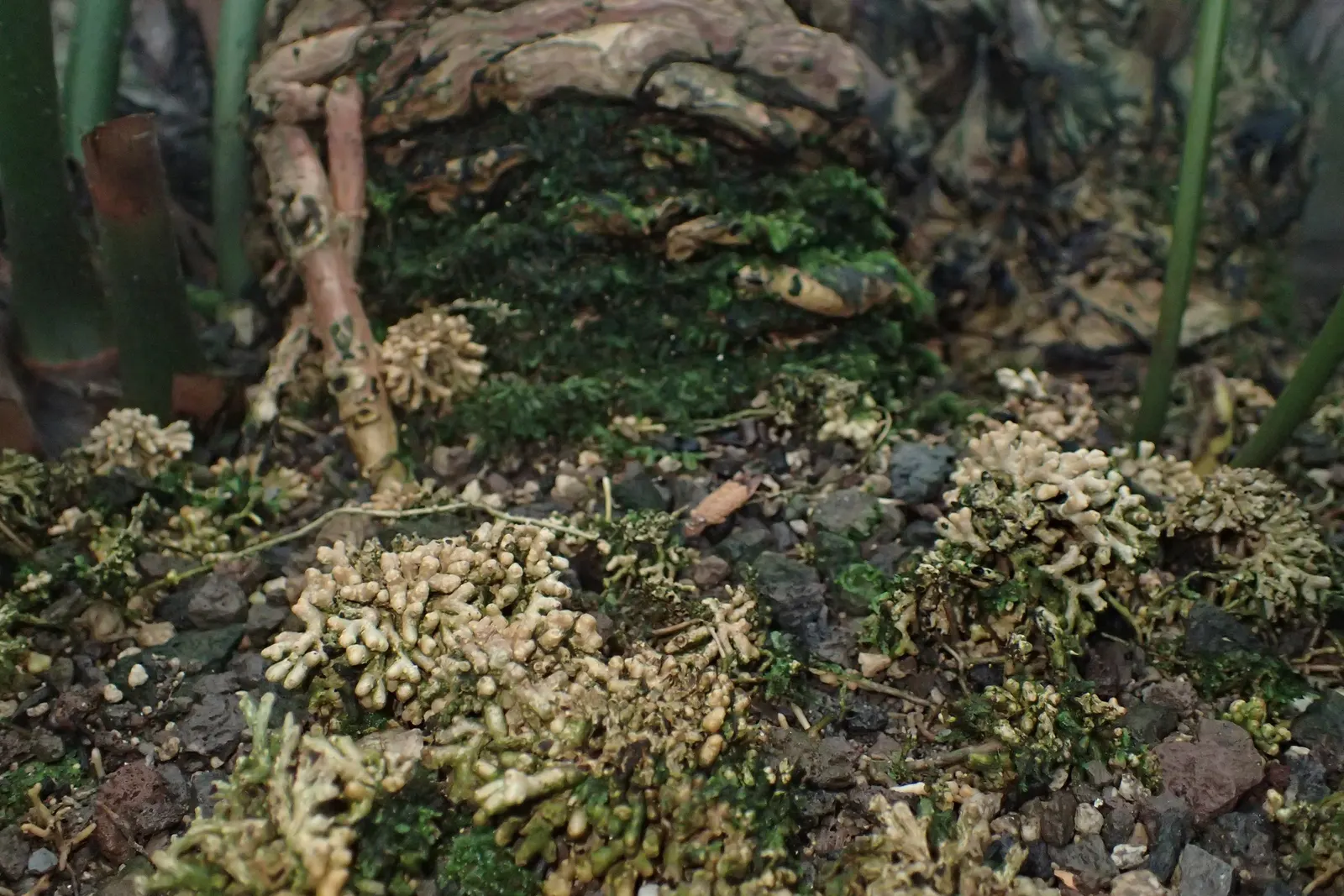 Mexican Horncone (Ceratozamia Mexicana) — scientifically referred to as Ceratozamia mexicana