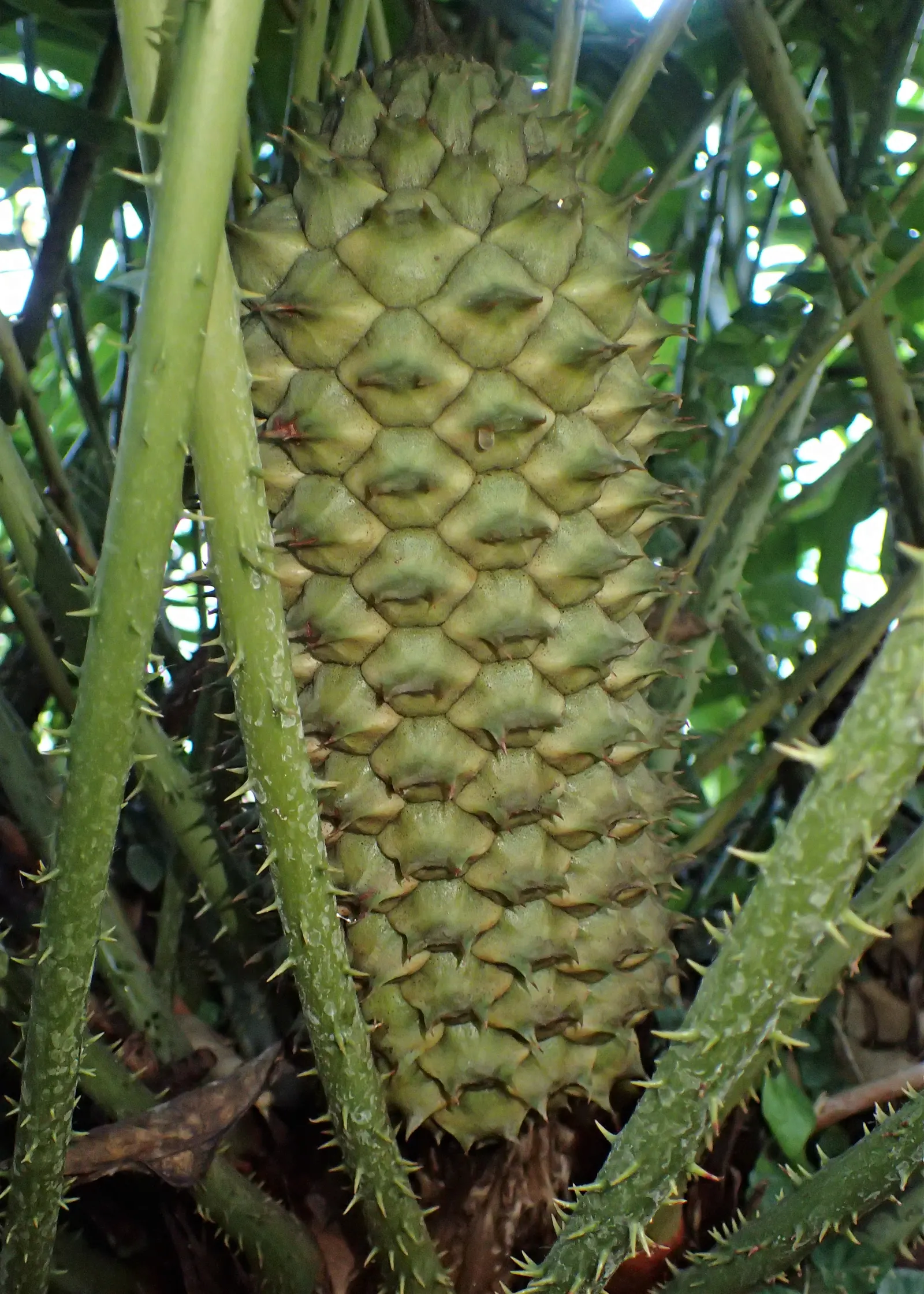 Mexican Horncone (Ceratozamia Mexicana) — low-upkeep feature that can captivate for decades