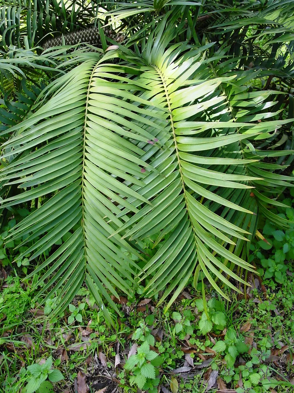Mexican Horncone (Ceratozamia Mexicana) — pinnate fronds that can reach lengths of 3 to 5 feet; it features arching, glossy green fronds reaching, image 107