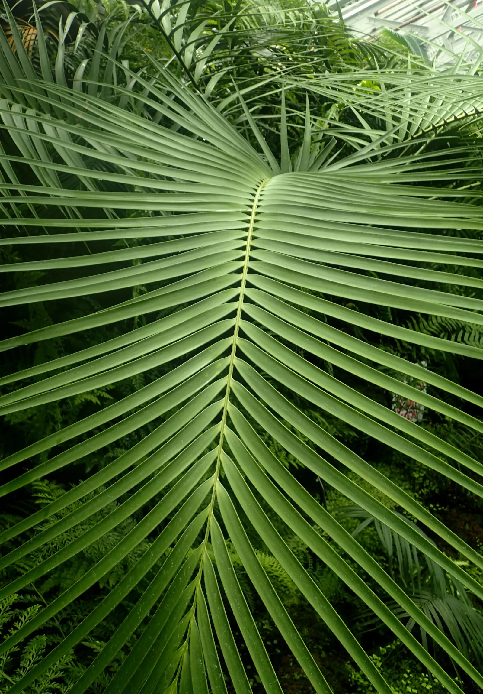 Mexican Horncone (Ceratozamia Mexicana) — When establishing the plant; this plant prefers partial shade and well-drained soil, with moderate water, image 66