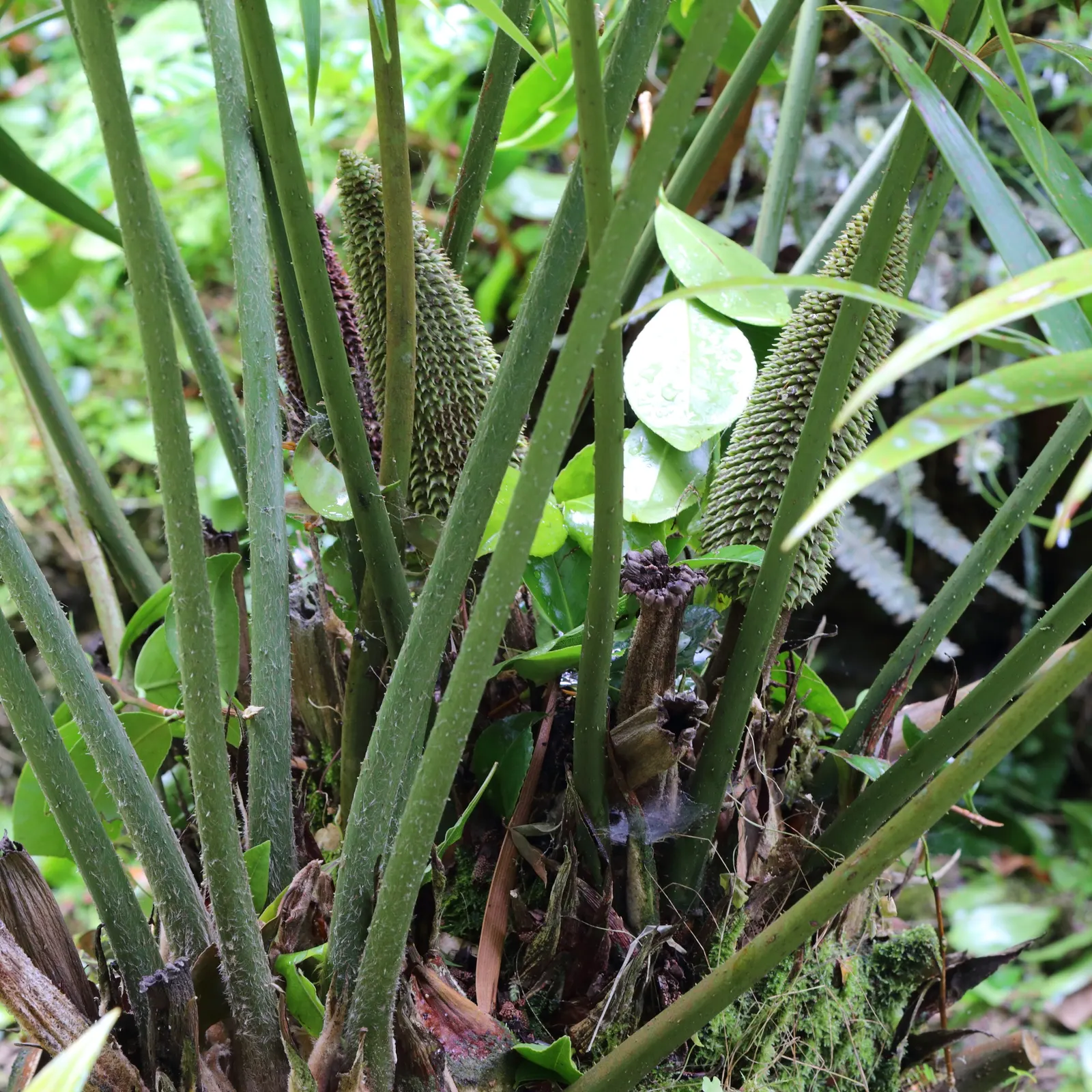 Mexican Horncone (Ceratozamia Mexicana) — low-maintenance focal point in shaded garden areas or as an elegant potted specimen; is a distinctive, image 53
