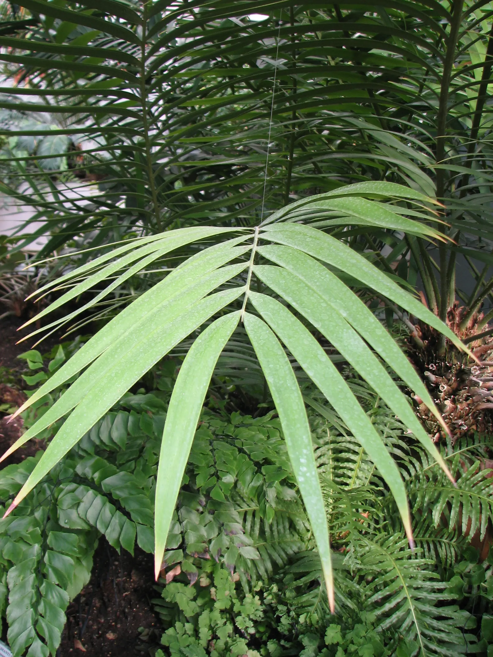 Mexican Horncone (Ceratozamia Mexicana) — low-upkeep feature that can captivate for decades; indicating that this plant is a slow-grower and, image 95