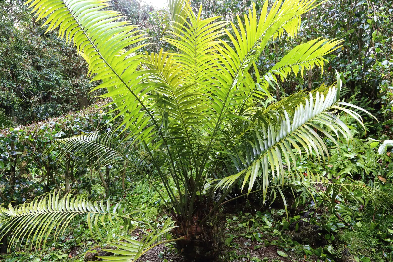 Mexican Horncone (Ceratozamia Mexicana) — When establishing the plant; this plant prefers partial shade and well-drained soil, with moderate water requirements