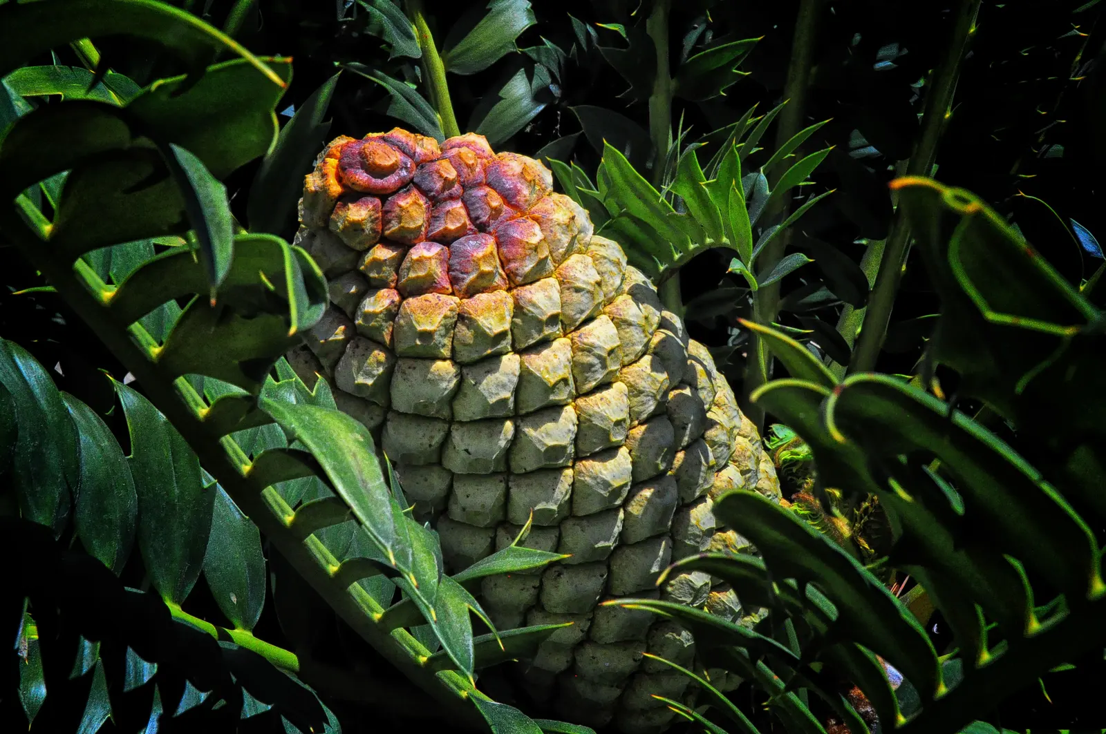Mexican Horncone (Ceratozamia Mexicana) — scientifically referred to as Ceratozamia mexicana; though the plant can withstand short dry spells once, image 55