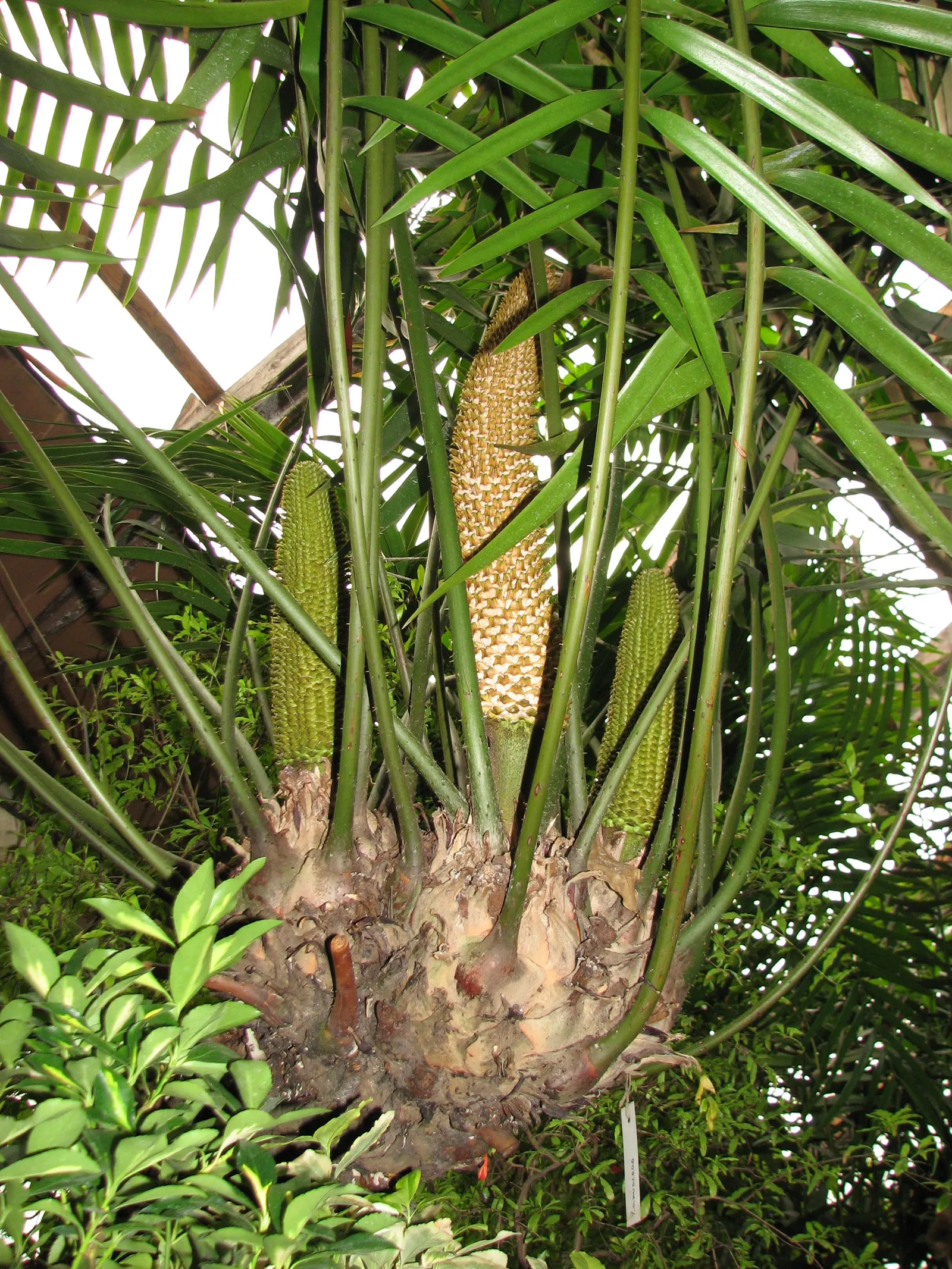 Mexican Horncone (Ceratozamia Mexicana) — intense sunlight which can scorch its foliage; zones 9-11 are most suitable for outdoor cultivation, image 87