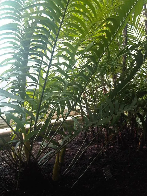 Mexican Horncone (Ceratozamia Mexicana) — low-maintenance focal point in shaded garden areas or as an elegant potted specimen; is a distinctive cycad native to