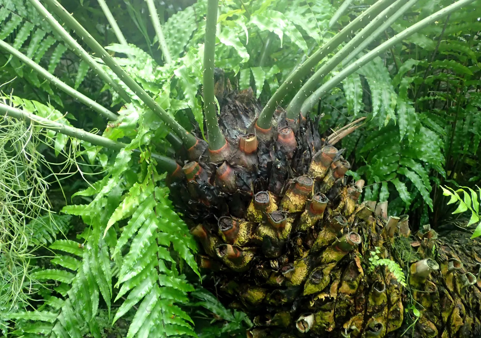 Mexican Horncone (Ceratozamia Mexicana) — Regular watering is essential during its active growth period; palm for shade