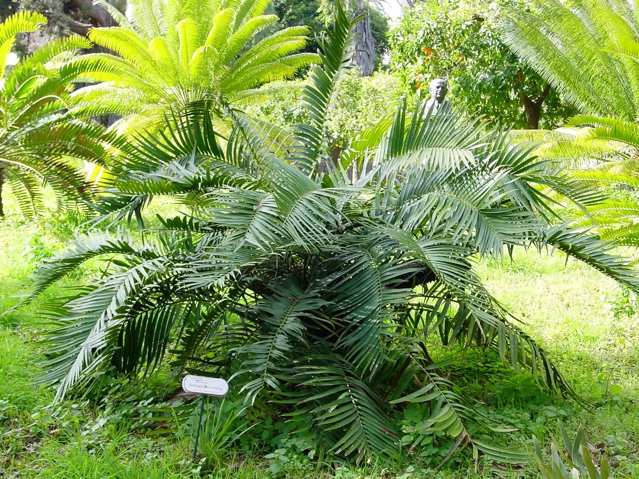 Mexican Horncone (Ceratozamia Mexicana) — In regions where frost or freezing temperatures are a concern; offering a subdued yet elegant tropical, image 91