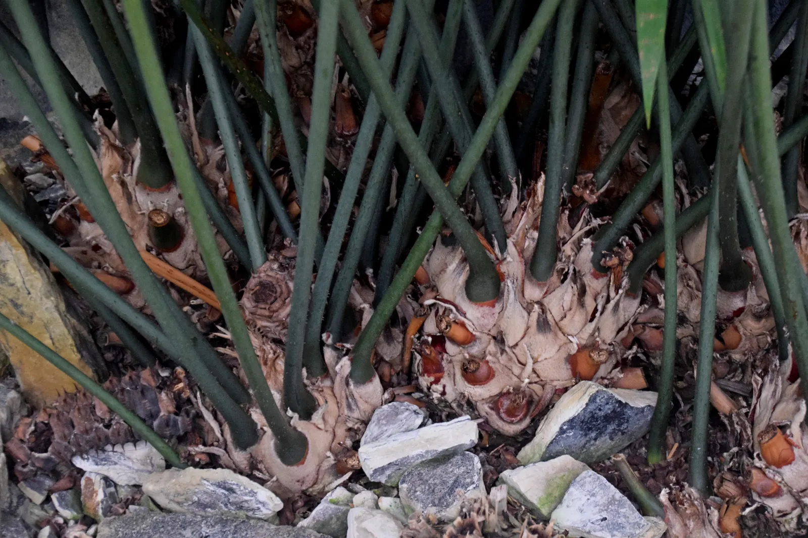 Mexican Horncone (Ceratozamia Mexicana) — offering a subdued yet elegant tropical flair to any garden setting.<br><br>Characterized by arching; in, image 82