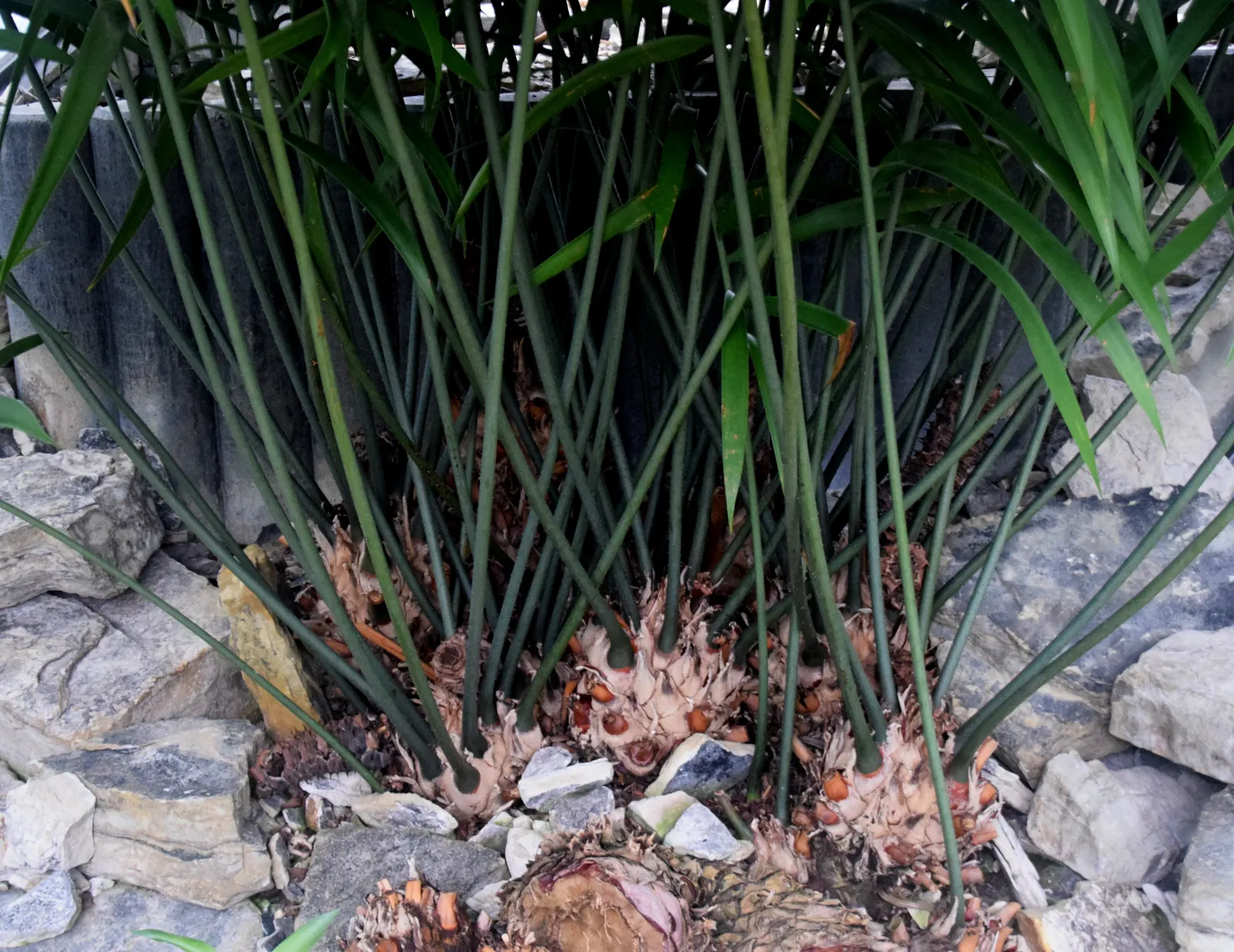 Mexican Horncone (Ceratozamia Mexicana) — this cycad should be planted in a sheltered area or provided with winter protection; with a slightly, image 68