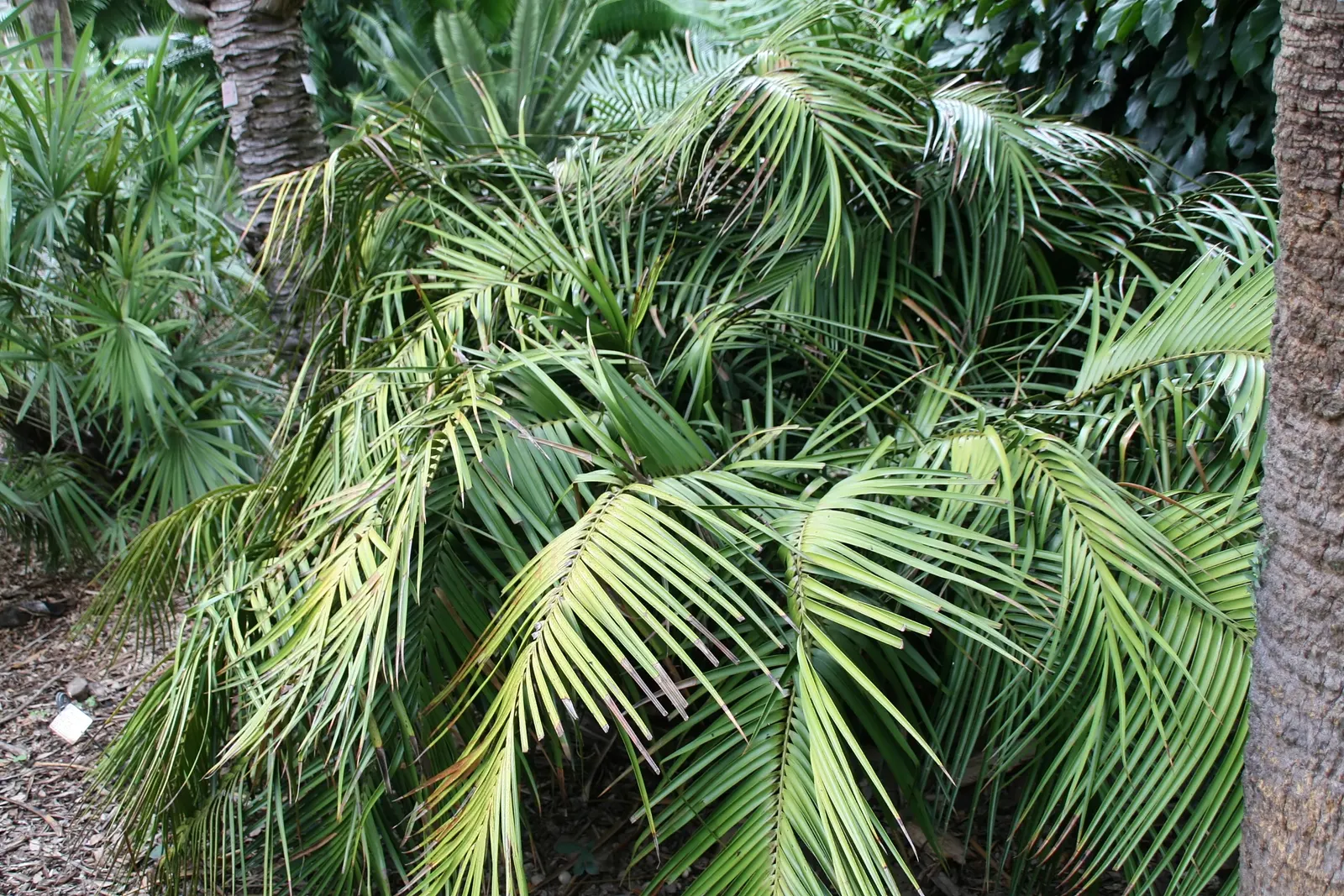 Mexican Horncone (Ceratozamia Mexicana) — It is hardy to about 25&deg;F and can be used as a striking; the Mexican Horncone, Ceratozamia mexicana, image 52