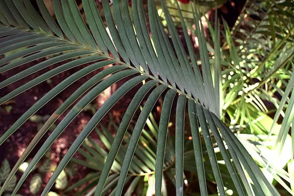 Mexican Horncone (Ceratozamia Mexicana) — It features arching, glossy green fronds reaching up to 3-6 feet in length; pinnate fronds that can reach, image 50