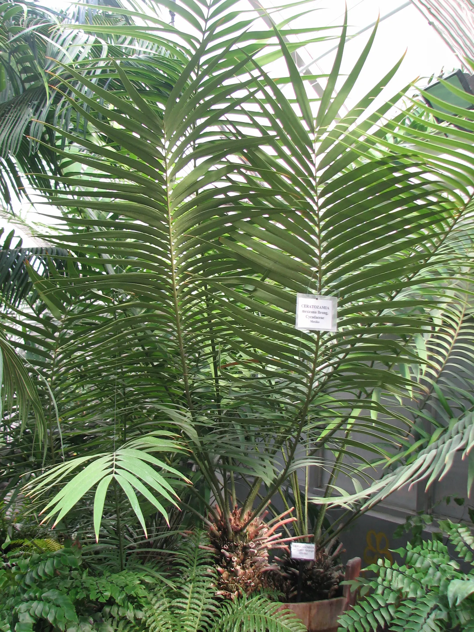 Mexican Horncone (Ceratozamia Mexicana) — low-maintenance focal point in shaded garden areas or as an elegant potted specimen; is a distinctive, image 77
