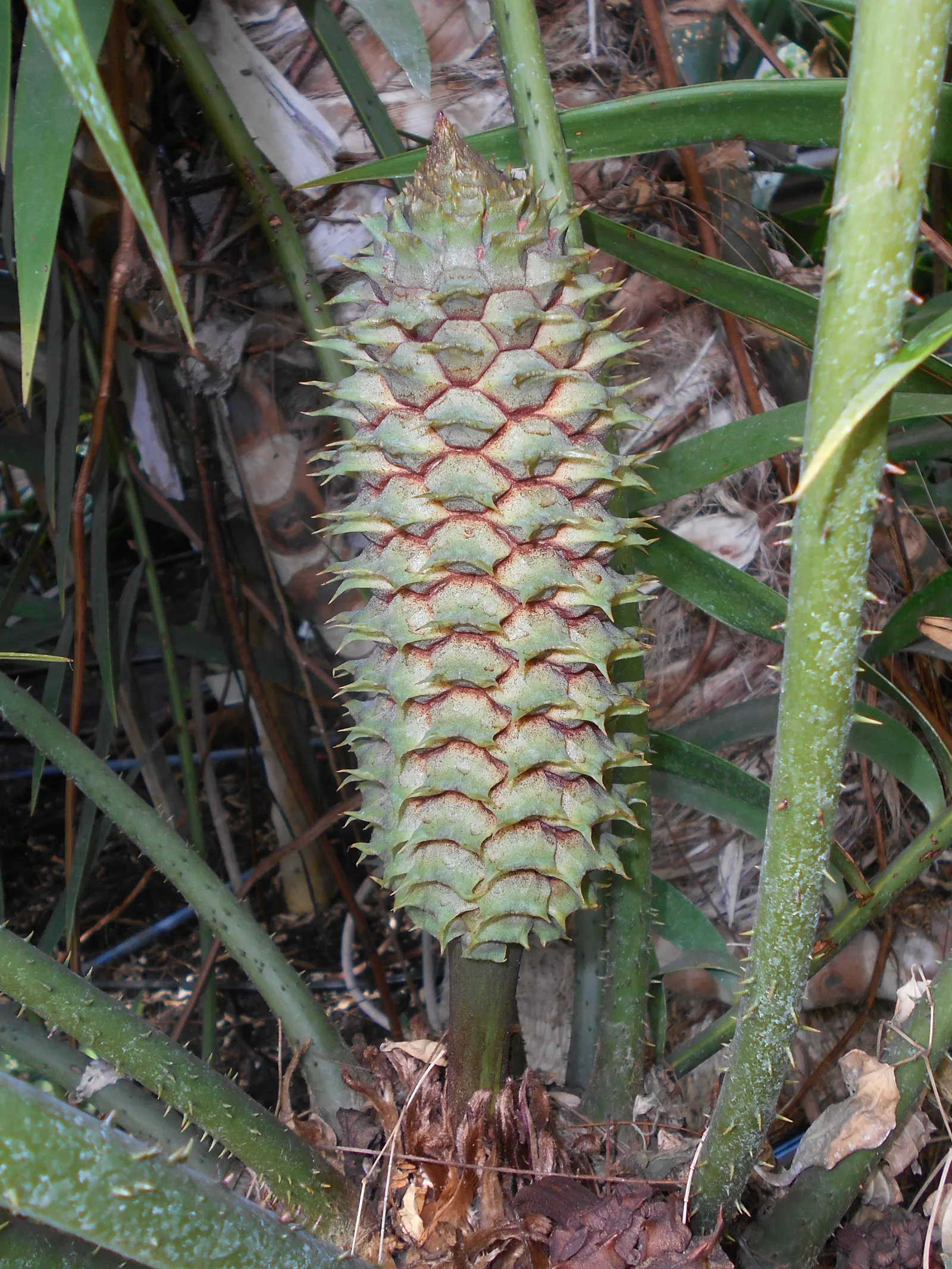 Mexican Horncone (Ceratozamia Mexicana) — the Mexican Horncone displays a rich; this evergreen perennial is well-regarded in landscape design for, image 60