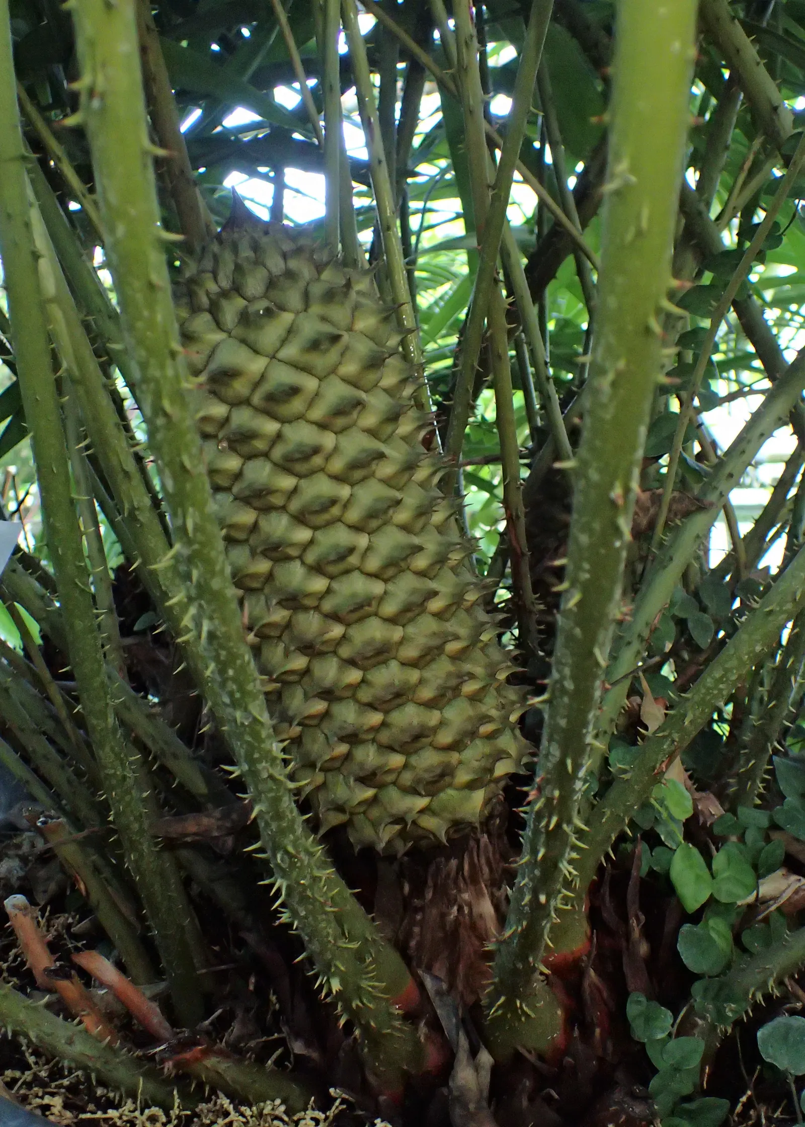 Mexican Horncone (Ceratozamia Mexicana) — In regions where frost or freezing temperatures are a concern