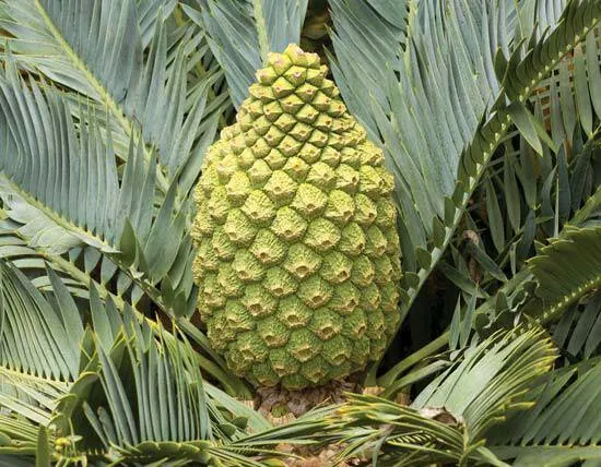 Mexican Horncone (Ceratozamia Mexicana) — This evergreen perennial is well-regarded in landscape design for both its ornamental and textural qualities; the