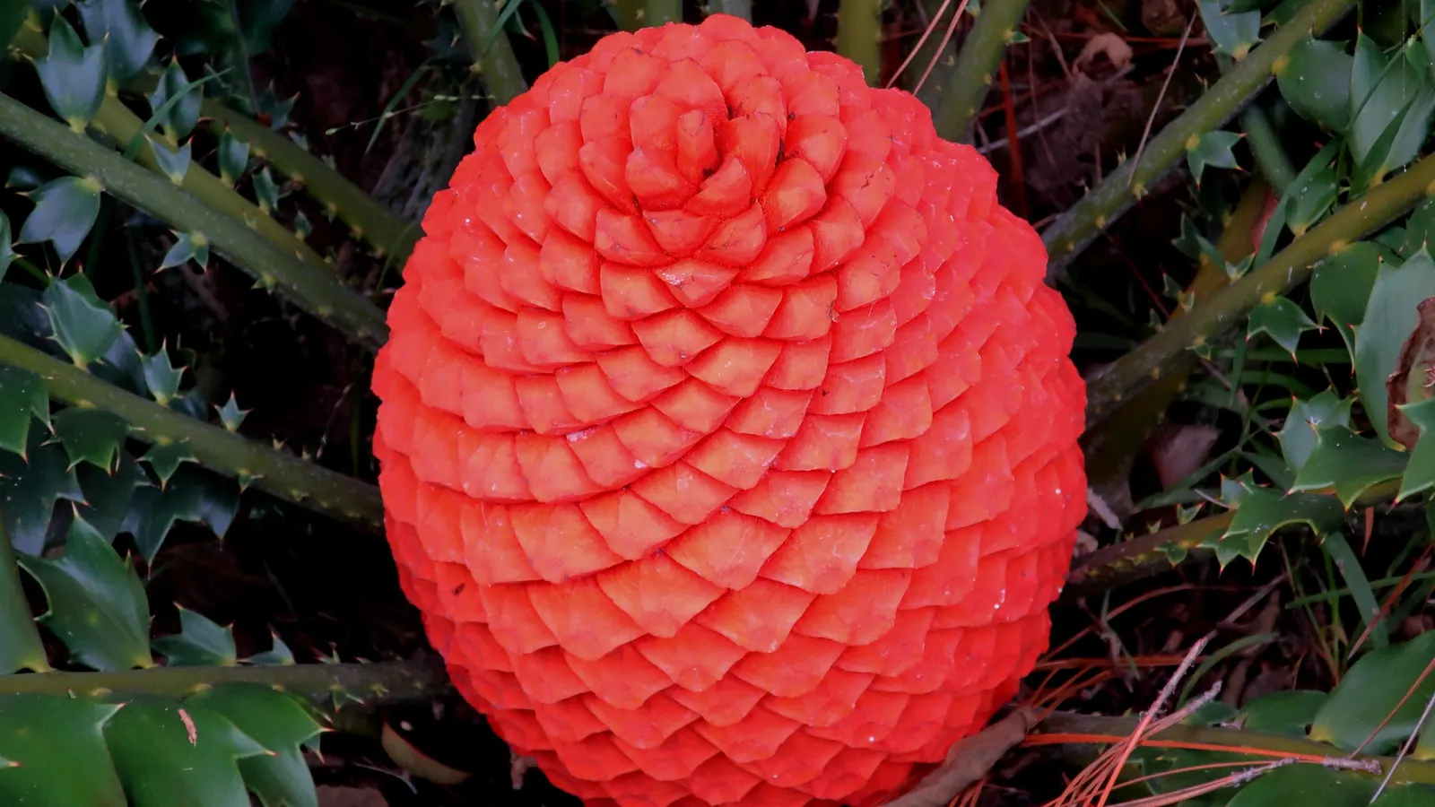 Mexican Horncone (Ceratozamia Mexicana) — is a distinctive cycad native to the forests of Eastern Mexico; low-maintenance focal point in shaded, image 56