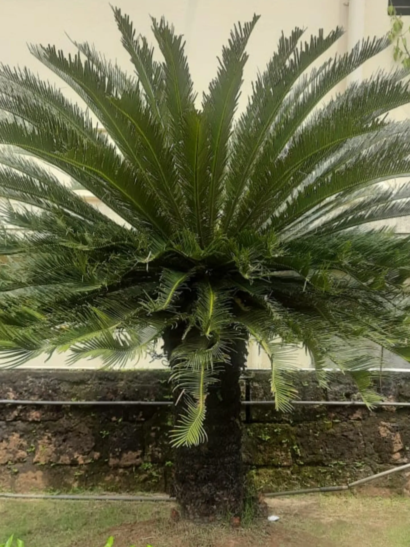 Mexican Horncone (Ceratozamia Mexicana) — Zones 9-11 are most suitable for outdoor cultivation; intense sunlight which can scorch its foliage, image 78