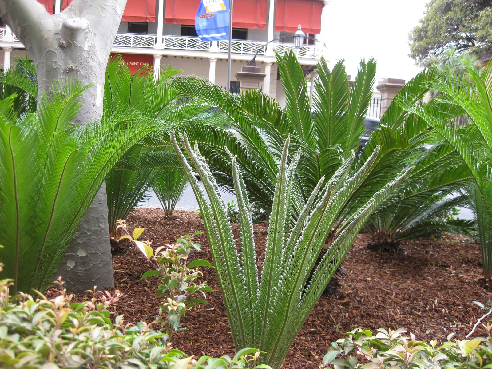 Mexican Horncone (Ceratozamia Mexicana) — though the plant can withstand short dry spells once established; scientifically referred to as Ceratozamia mexicana