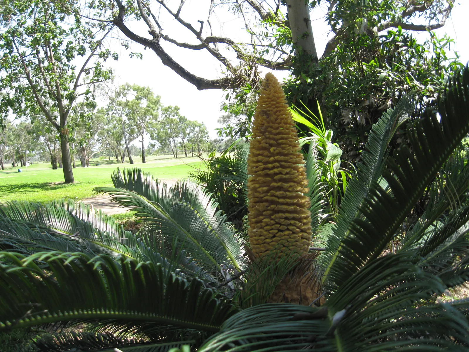 Mexican Horncone (Ceratozamia Mexicana) — with a slightly acidic to neutral pH balance; this cycad should be planted in a sheltered area or, image 89