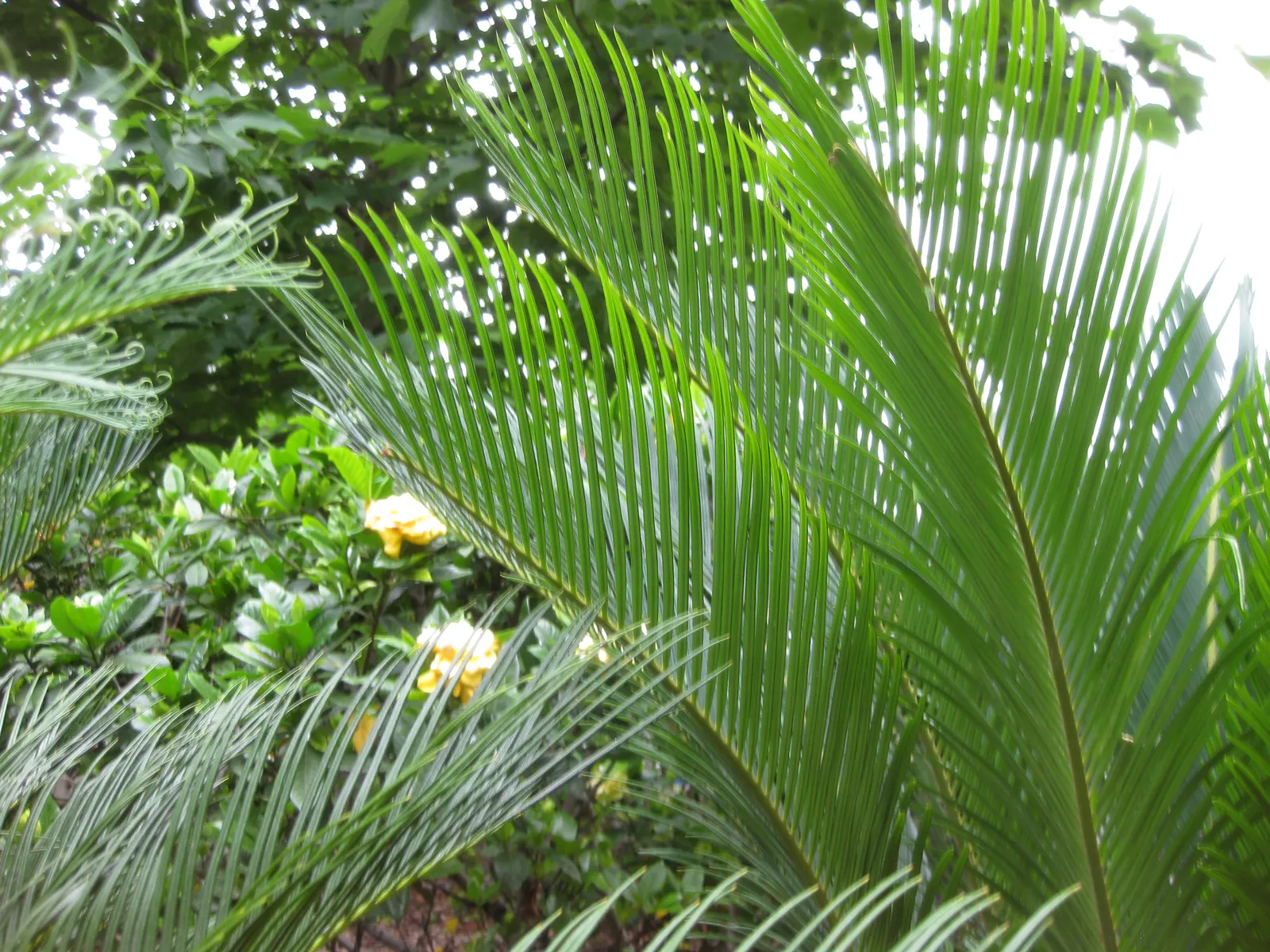 Mexican Horncone (Ceratozamia Mexicana) — low-upkeep feature that can captivate for decades; indicating that this plant is a slow-grower and, image 71