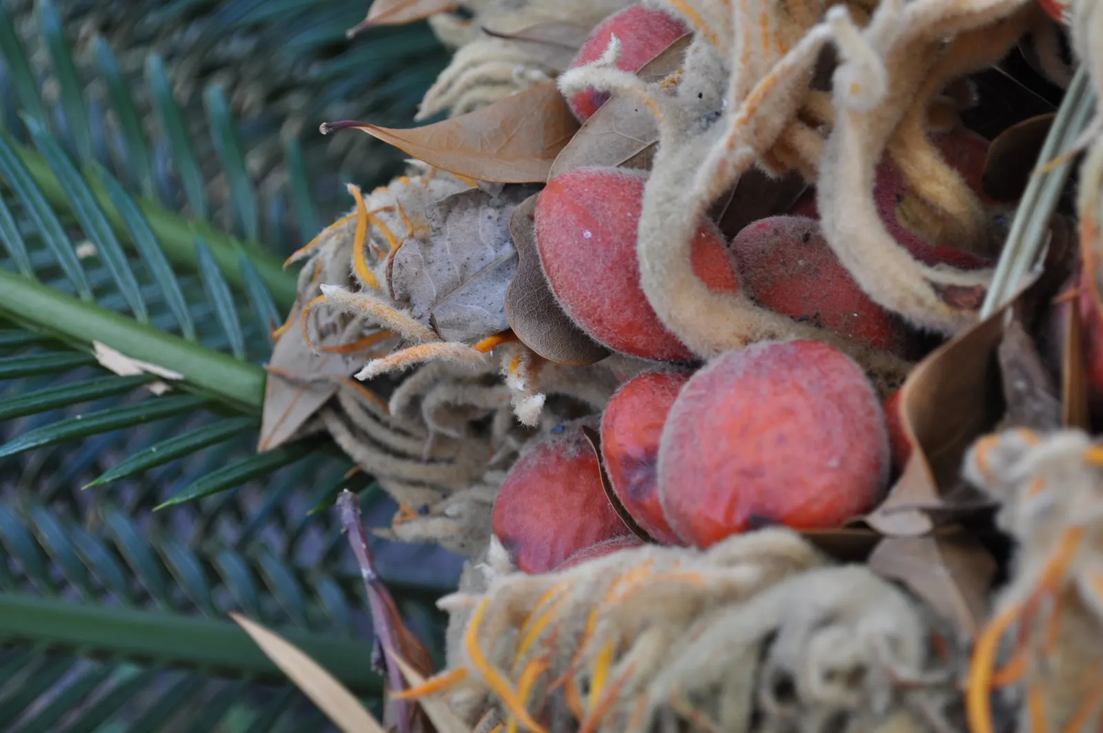 Mexican Horncone (Ceratozamia Mexicana) — palm for shade; regular watering is essential during its active growth period, image 72