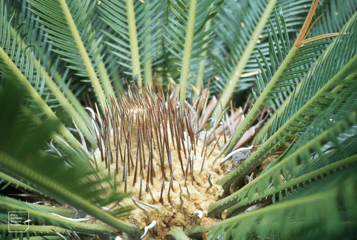Mexican Horncone (Ceratozamia Mexicana) — indicating that this plant is a slow-grower and long-lived specimen; low-upkeep feature that can, image 62