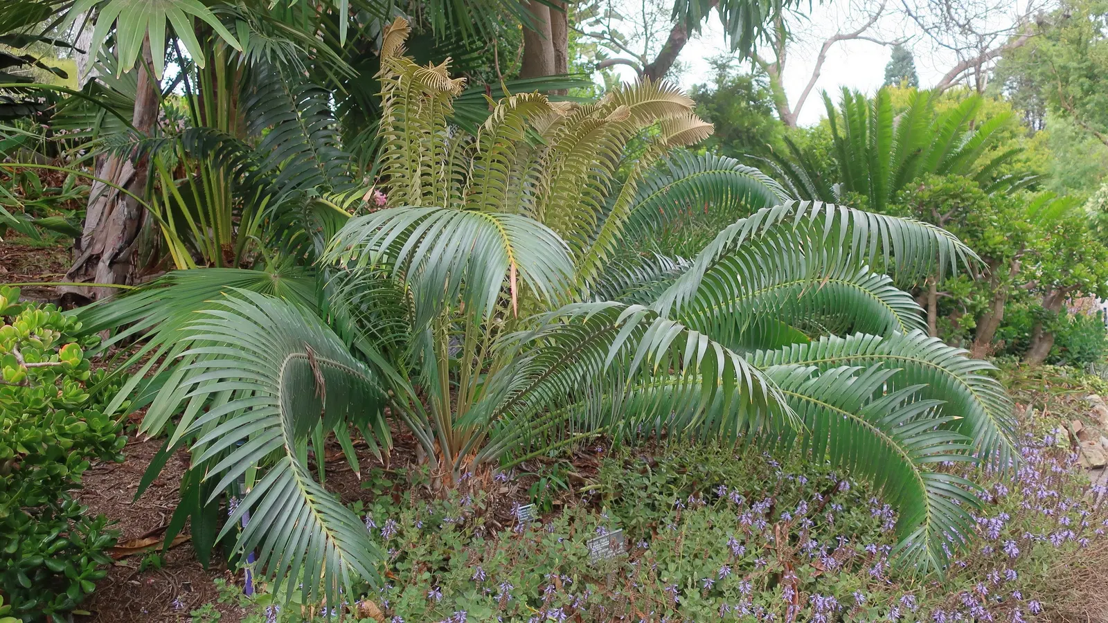 Mexican Horncone (Ceratozamia Mexicana) — this cycad should be planted in a sheltered area or provided with winter protection