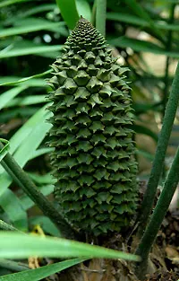 Mexican Horncone (Ceratozamia Mexicana) — offering a subdued yet elegant tropical flair to any garden setting.<br><br>Characterized by arching; in, image 58