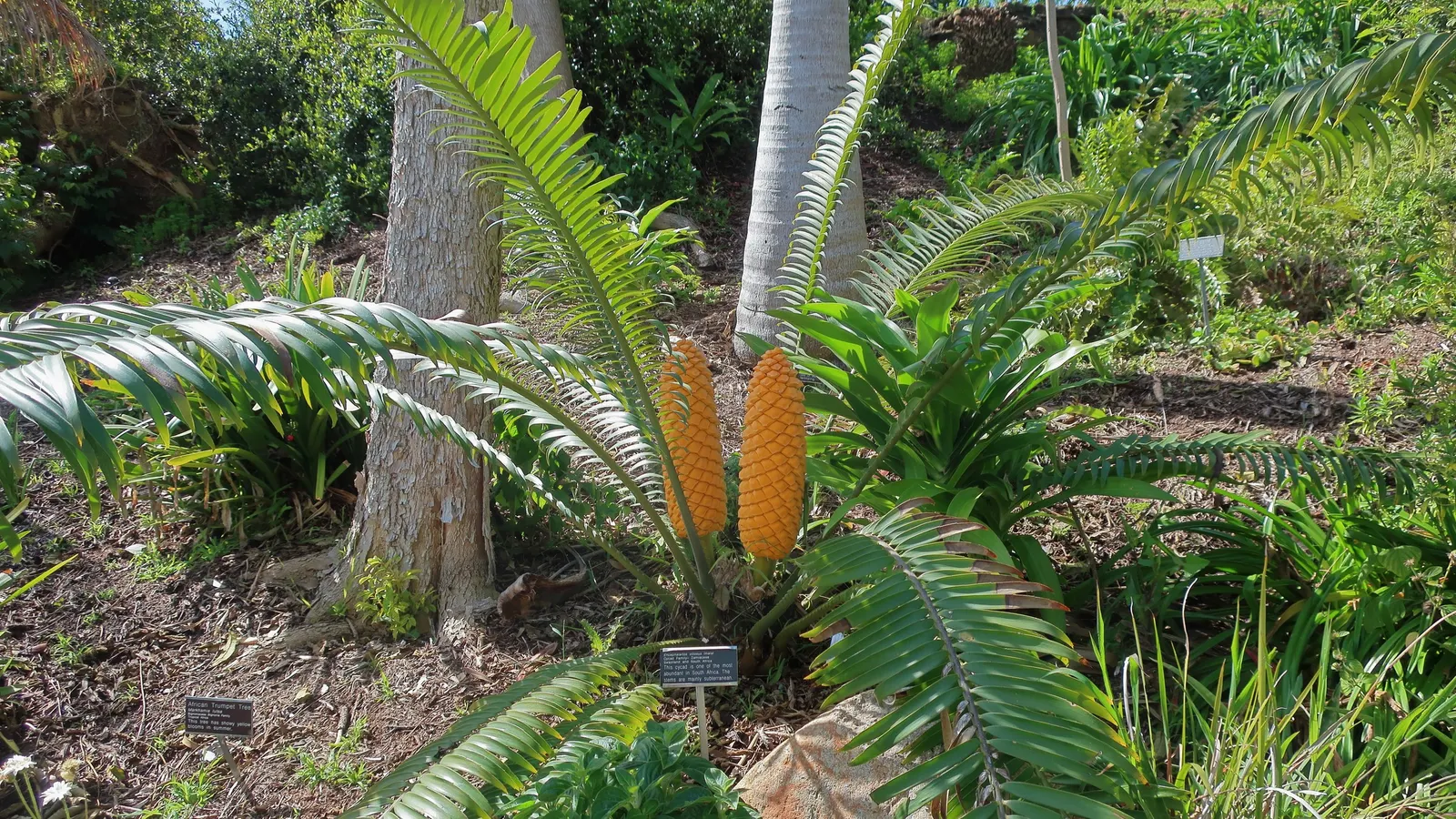 Mexican Horncone (Ceratozamia Mexicana) — the Mexican Horncone displays a rich