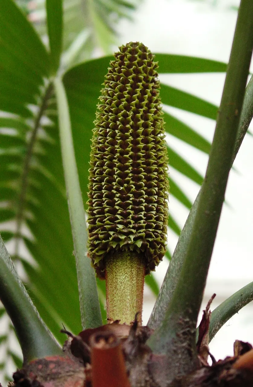 Mexican Horncone (Ceratozamia Mexicana) — intense sunlight which can scorch its foliage; zones 9-11 are most suitable for outdoor cultivation, image 63