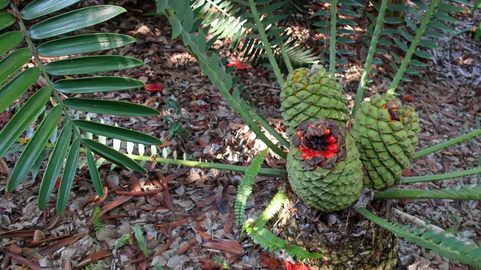Mexican Horncone (Ceratozamia Mexicana) — It is hardy to about 25&deg;F and can be used as a striking; the Mexican Horncone, Ceratozamia mexicana, is a