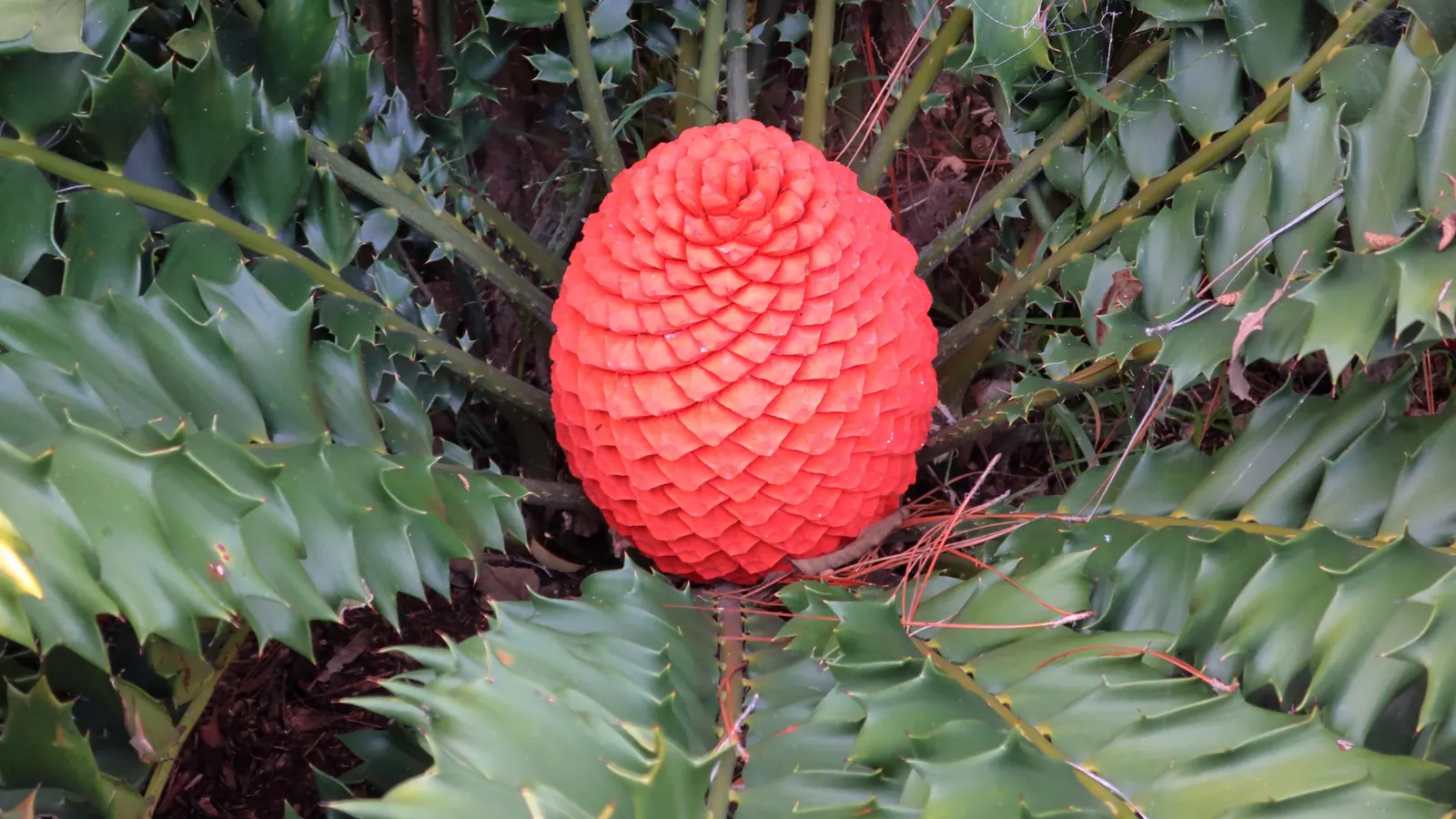 Mexican Horncone (Ceratozamia Mexicana) — This plant prefers partial shade and well-drained soil, with moderate water requirements