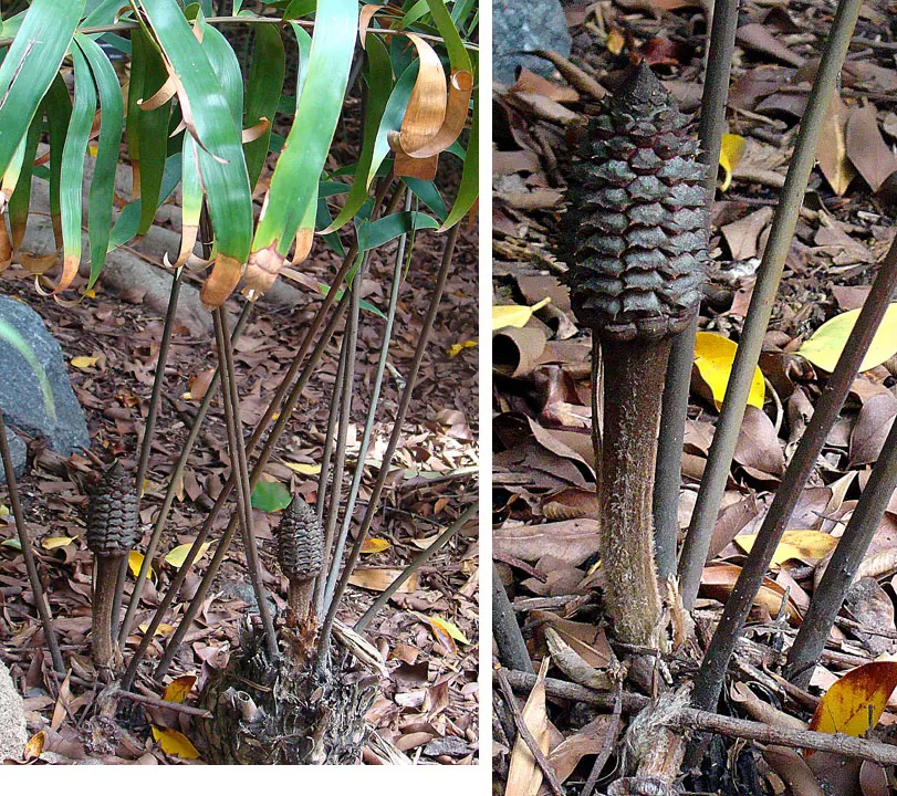 Mexican Horncone (Ceratozamia Mexicana) — Soil conditions should be well-draining and rich in organic matter