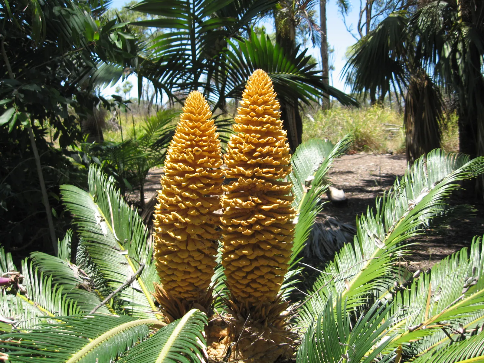 Mexican Horncone (Ceratozamia Mexicana) — offering a subdued yet elegant tropical flair to any garden setting.<br><br>Characterized by arching; in regions