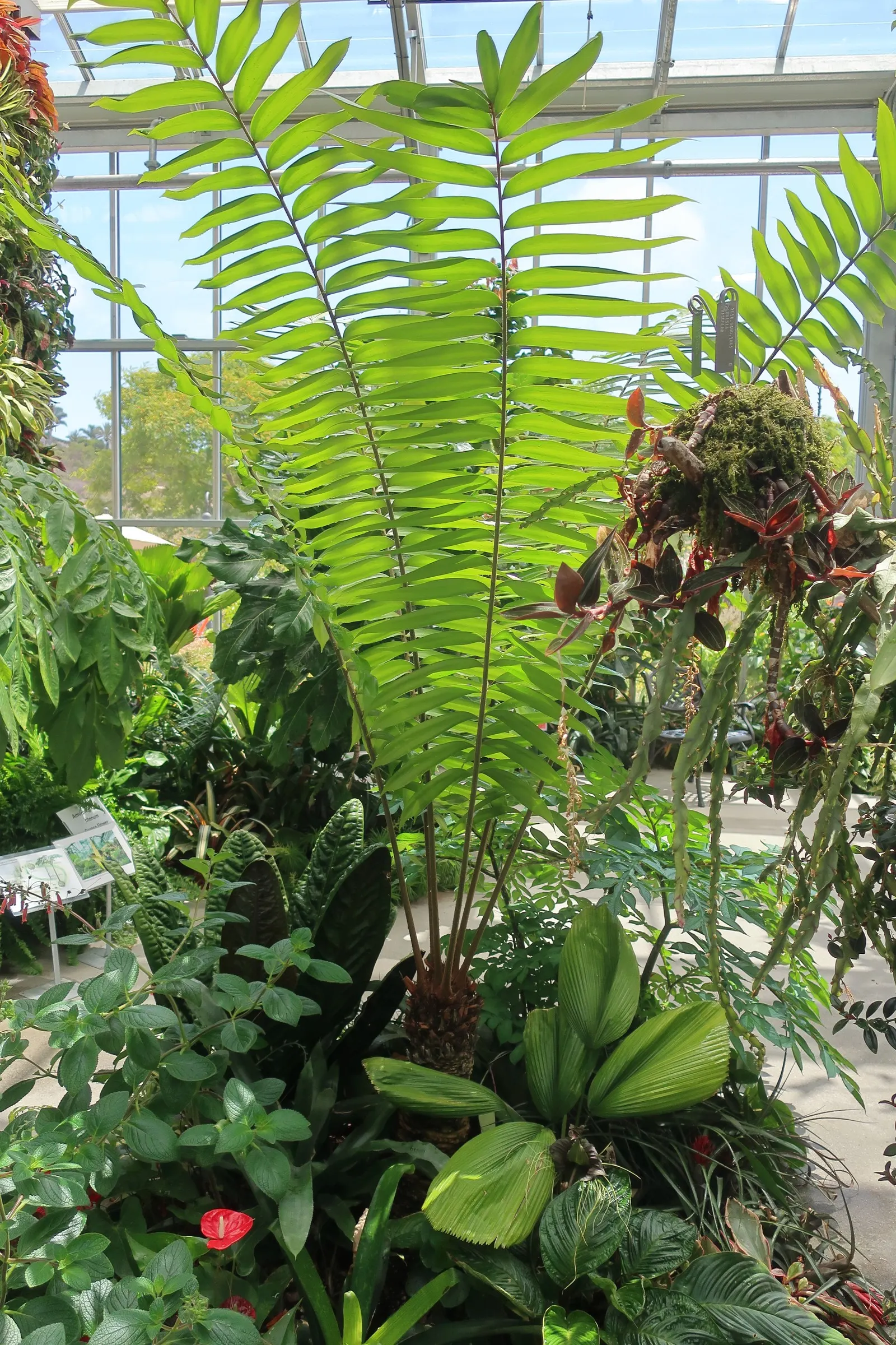 Mexican Horncone (Ceratozamia Mexicana) — with a slightly acidic to neutral pH balance; this cycad should be planted in a sheltered area or provided with