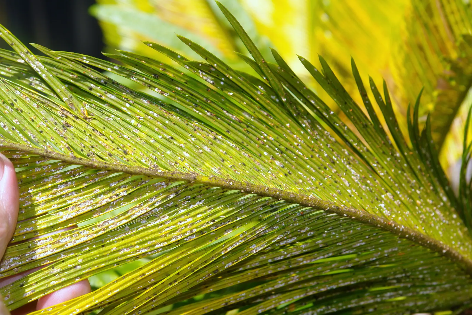 Mexican Horncone (Ceratozamia Mexicana) — indicating that this plant is a slow-grower and long-lived specimen