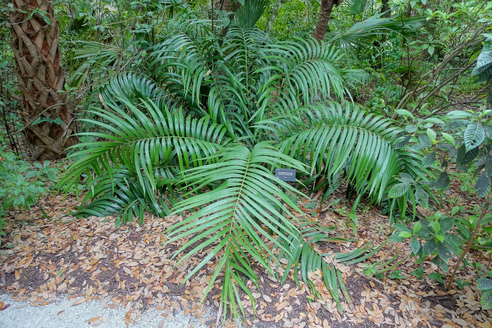 Mexican Horncone (Ceratozamia Mexicana) — It is hardy to about 25&deg;F and can be used as a striking; the Mexican Horncone, Ceratozamia mexicana, image 76