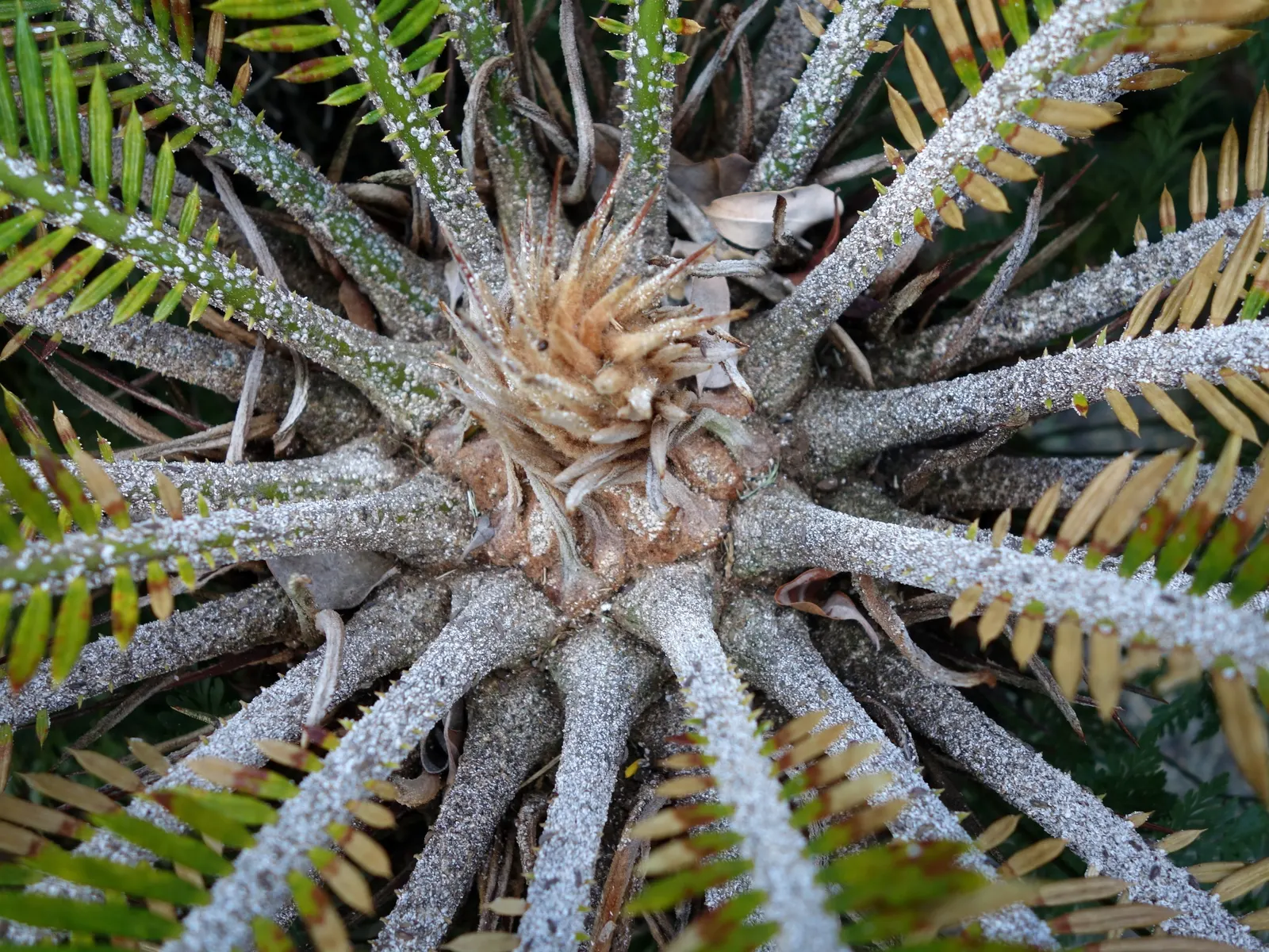 Mexican Horncone (Ceratozamia Mexicana) — is a distinctive cycad native to the forests of Eastern Mexico; low-maintenance focal point in shaded, image 80