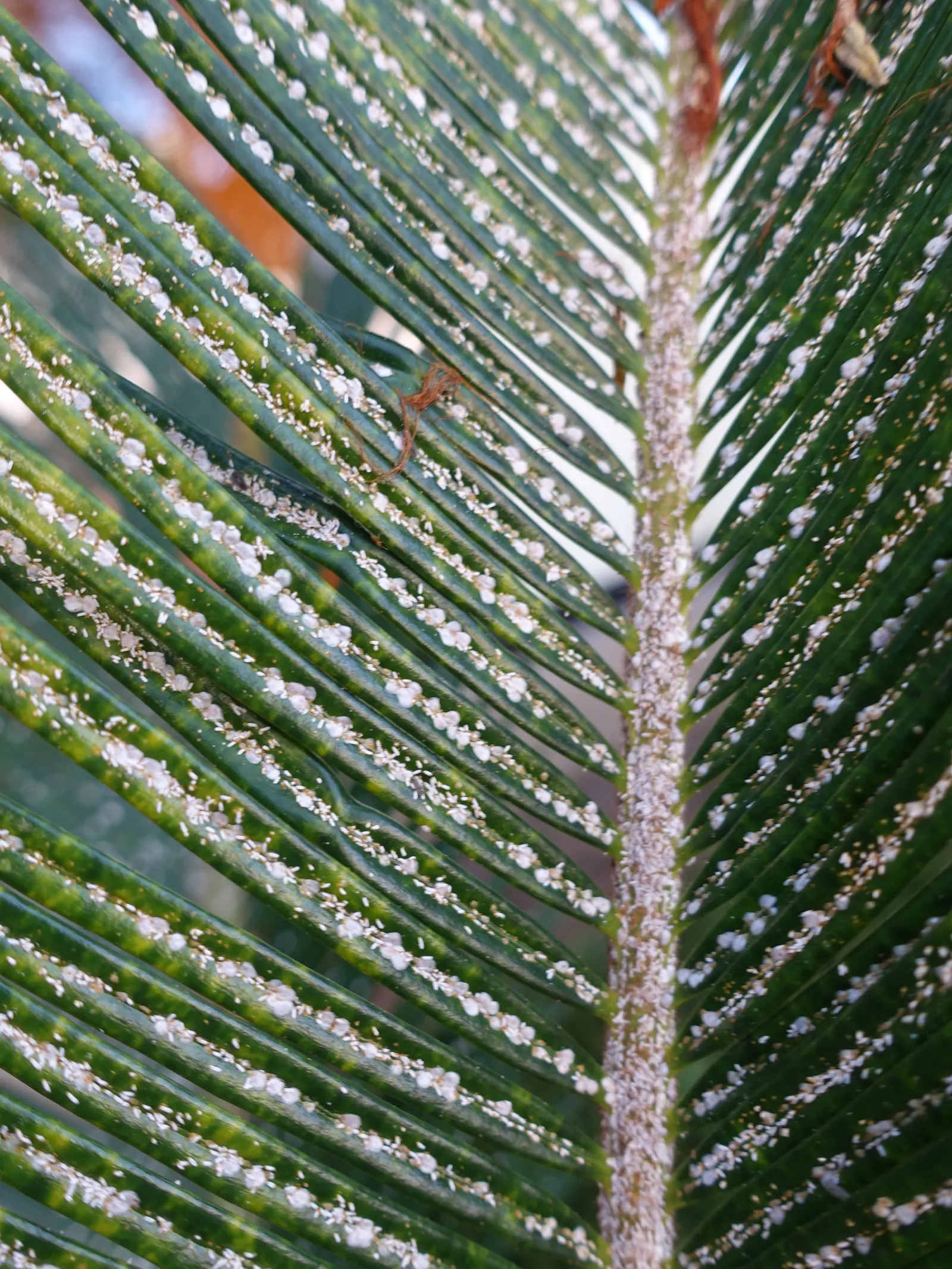 Mexican Horncone (Ceratozamia Mexicana) — The fronds emerge from a central caudex that typically grows up to 10 to 20 inches in diameter over many, image 85