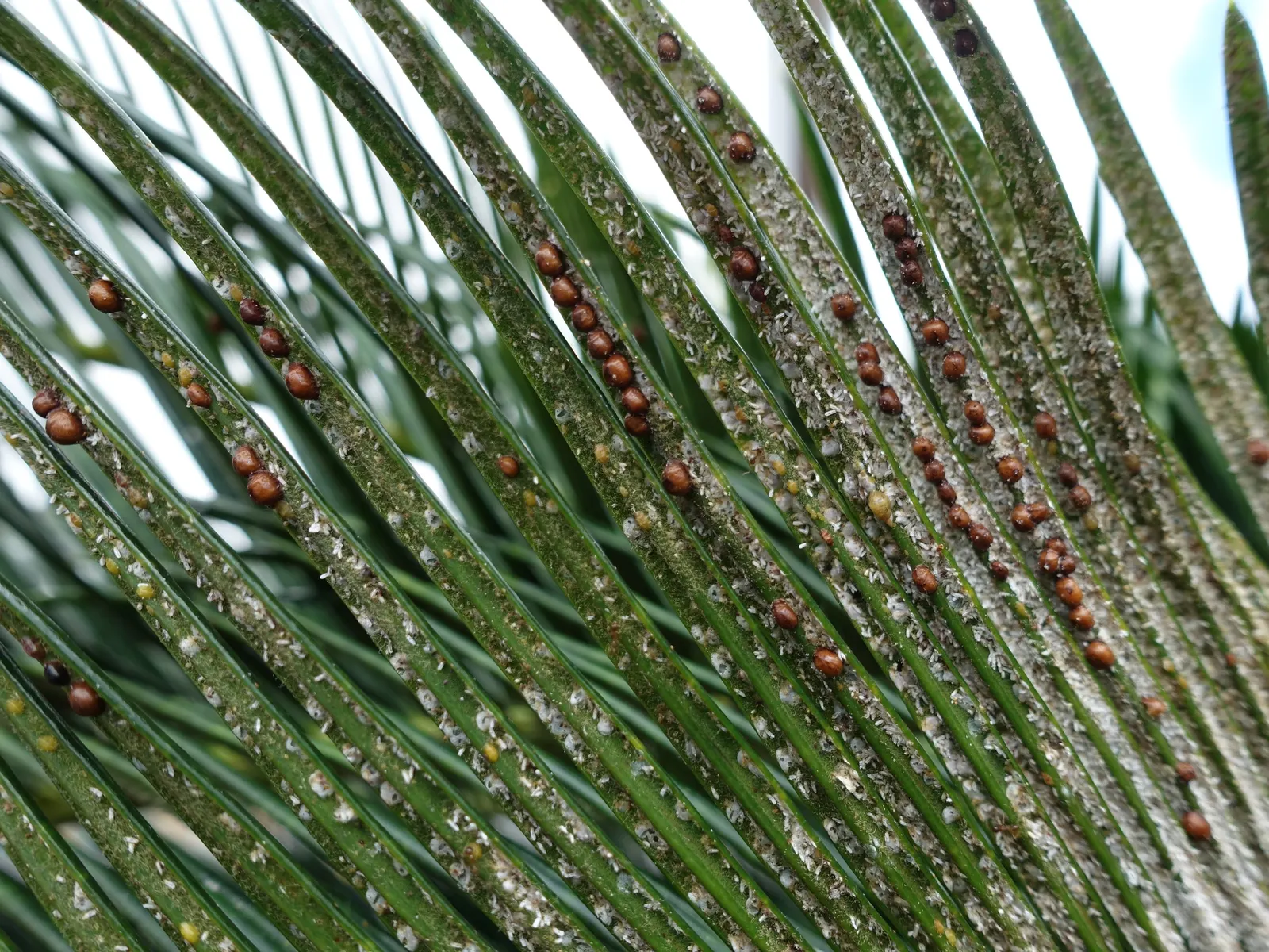 Mexican Horncone (Ceratozamia Mexicana) — This evergreen perennial is well-regarded in landscape design for both its ornamental and textural, image 81